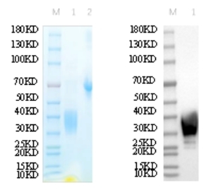 Reducing 12% SDS-PAGE and WB analysis profile of purified K78A<br />1. K78A<br />2. BSA